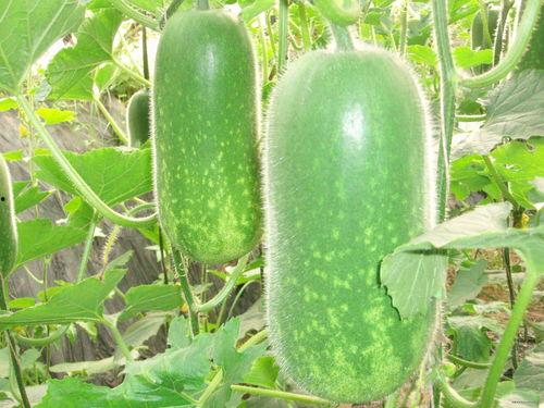 最近大瓜事件 朝阳吃瓜网51,近期大瓜事件幕后真相