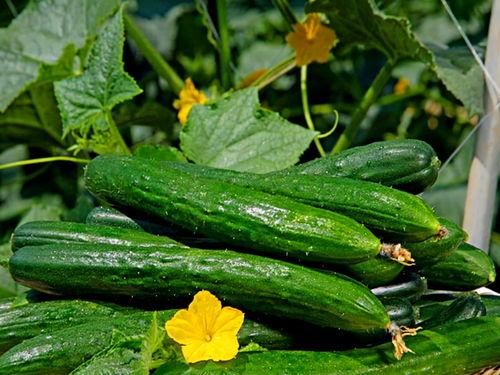 最近大瓜事件 朝阳吃瓜网51,近期大瓜事件幕后真相