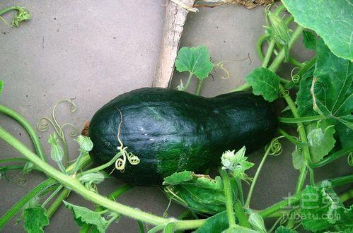 吃瓜是什么意思.体育圈是干净的吗,体育圈真的干净吗？