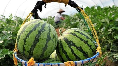 吃瓜是什么意思.体育圈是干净的吗,体育圈真的干净吗？