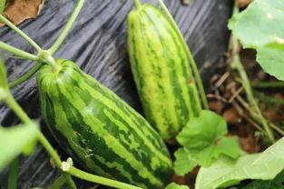 吃瓜是什么意思.体育圈是干净的吗,体育圈真的干净吗？